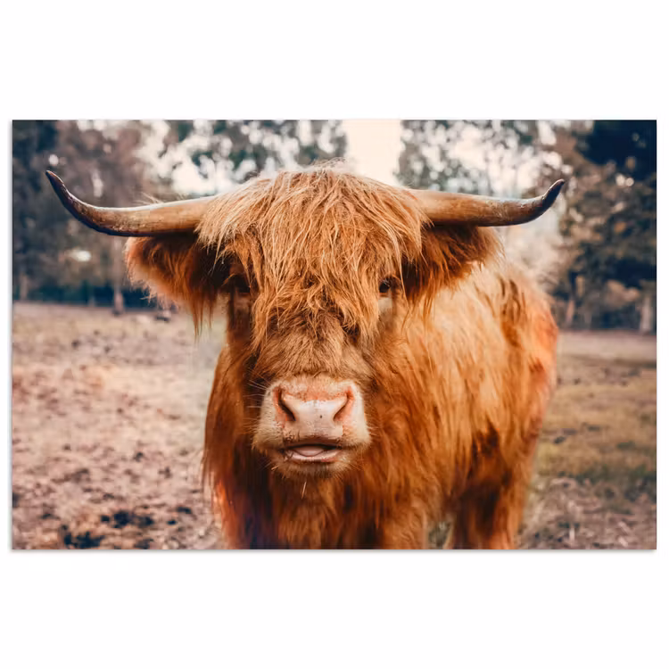 Poster - Koe- Schotse hooglander - Hoorns - Bruin - Landschap — 1