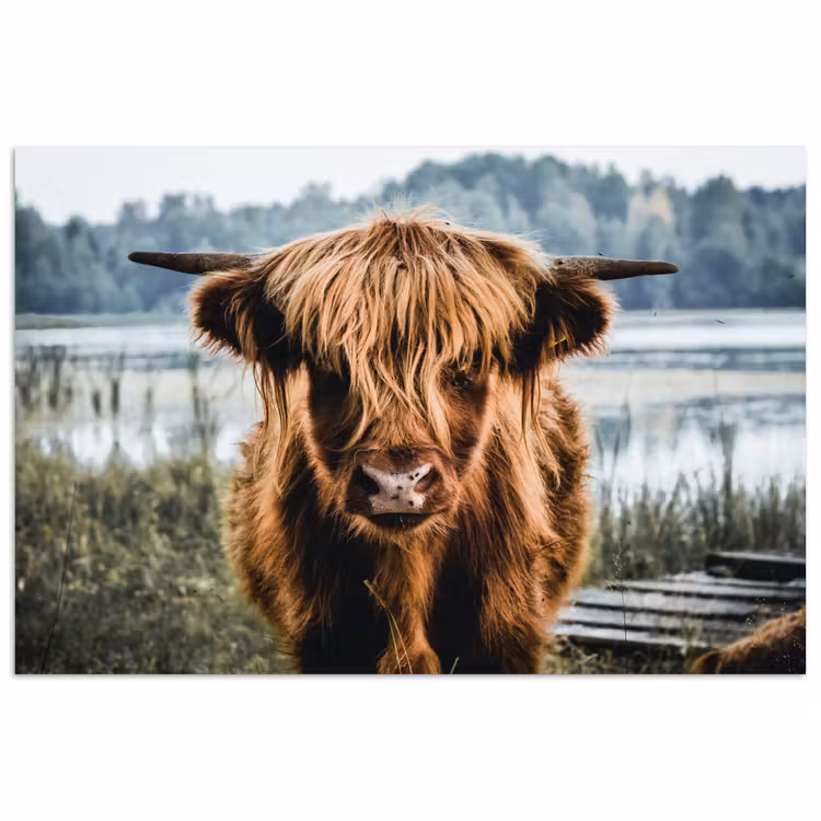 Poster - Koeien - Schotse hooglander - Bruin - Natuur — 1