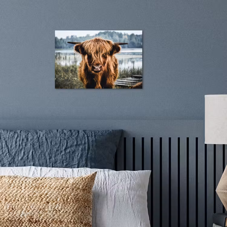 Poster - Koeien - Schotse hooglander - Bruin - Natuur — 3