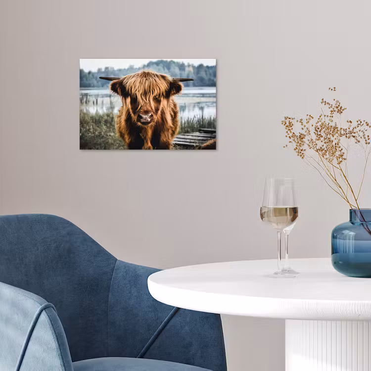 Poster - Koeien - Schotse hooglander - Bruin - Natuur — 4