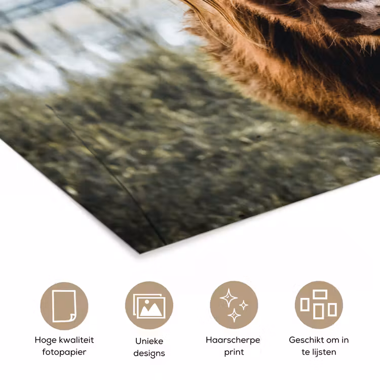 Poster - Koeien - Schotse hooglander - Bruin - Natuur — 5