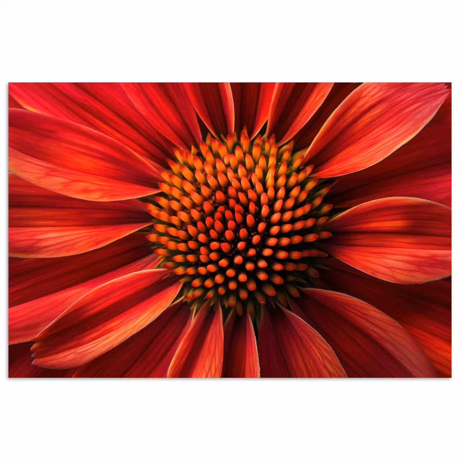 Poster - Close up - Bloem- Rood — 1