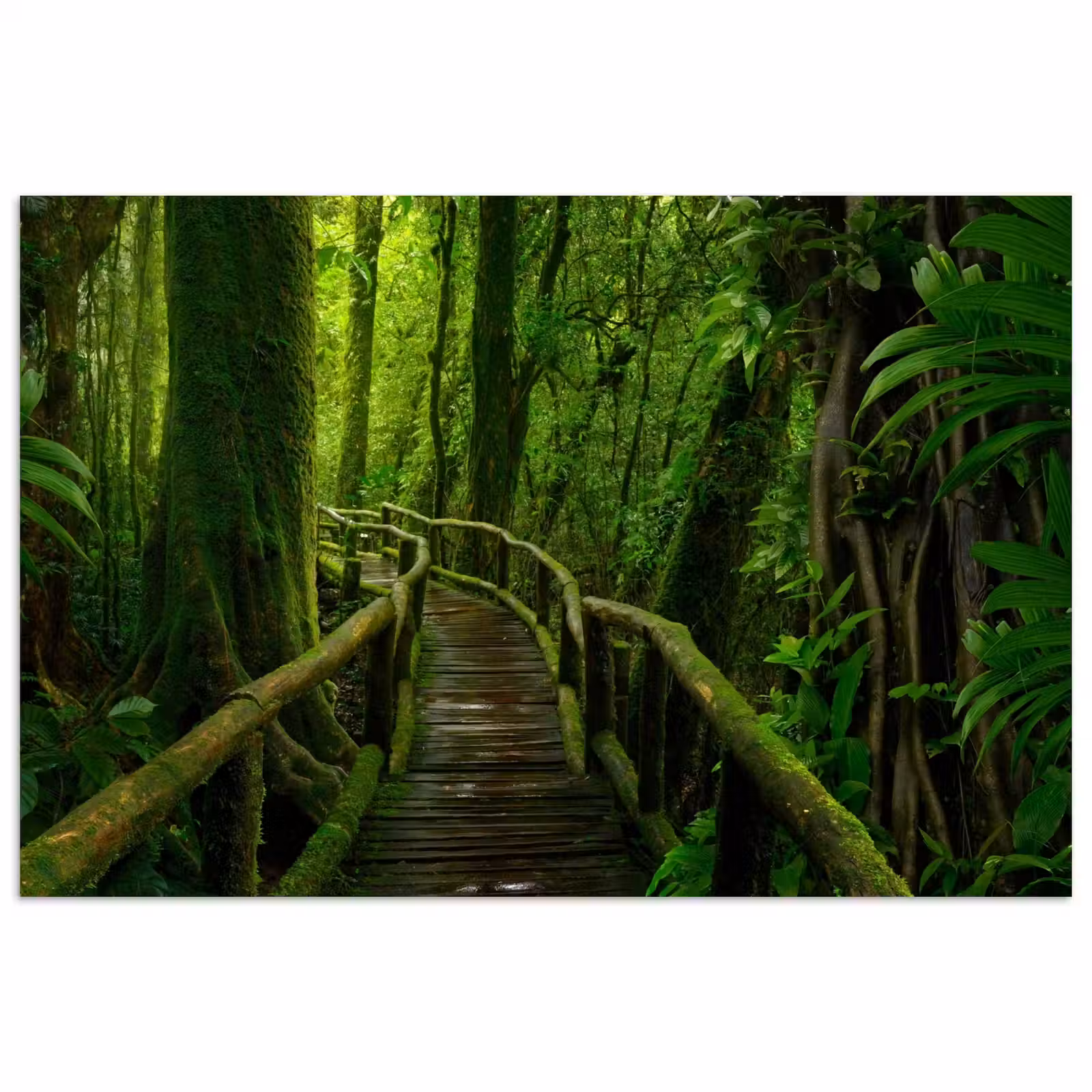 Poster - Jungle - Brug - Mos - Natuur - Tropisch — 1