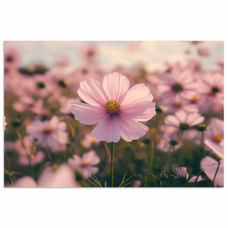 Poster - Bloemen - Paars - Wazig — 1