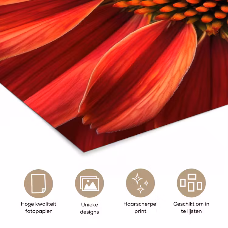 Poster - Close up - Bloem- Rood — 5