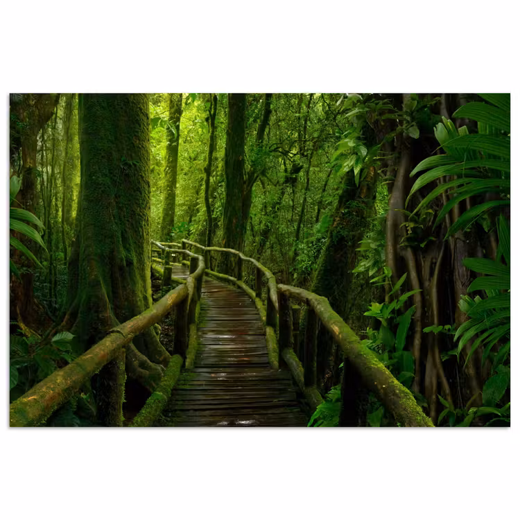 Poster - Jungle - Brug - Mos - Natuur - Tropisch — 1