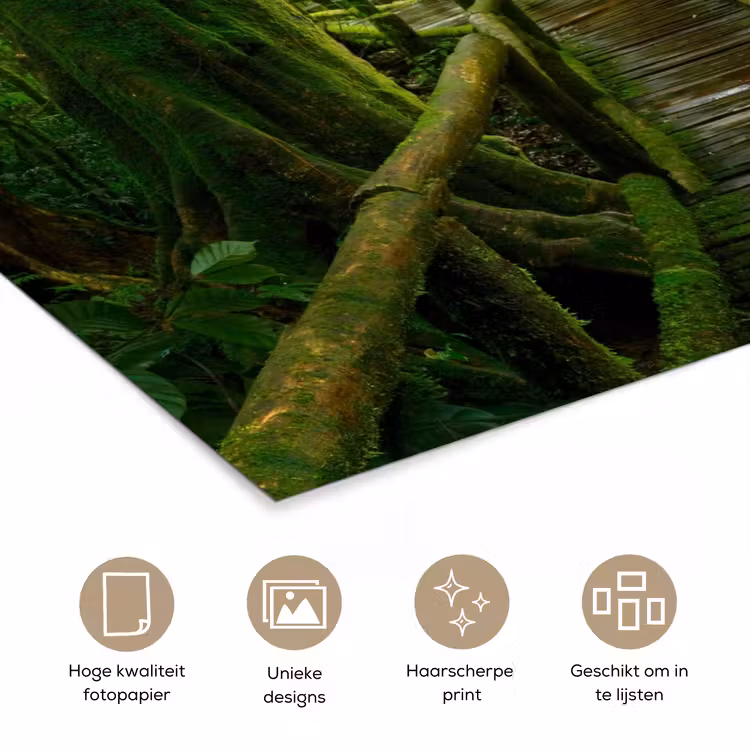 Poster - Jungle - Brug - Mos - Natuur - Tropisch — 5