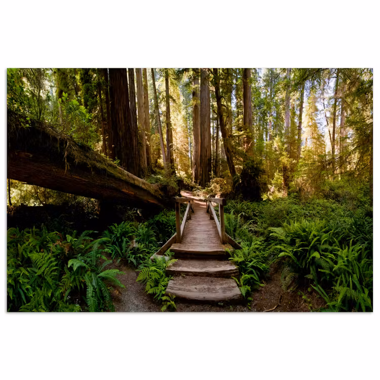 Poster - Jungle - Natuur - Trap - Bomen — 1