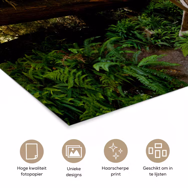Poster - Jungle - Natuur - Trap - Bomen — 5