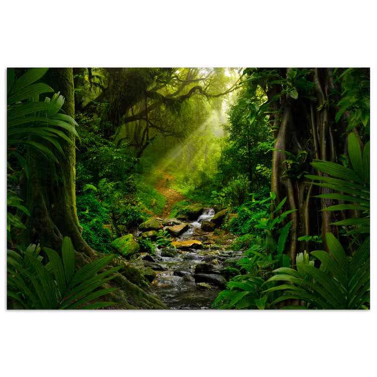 Poster - Jungle - Water - Bladeren - Zon - Natuur — 1