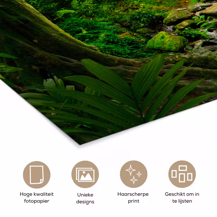 Poster - Jungle - Water - Bladeren - Zon - Natuur — 5