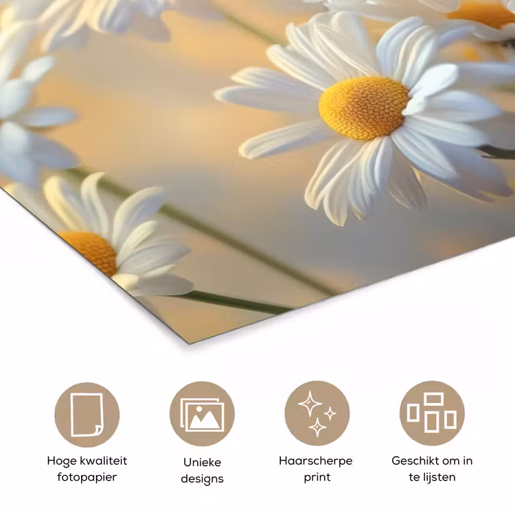 Poster - Madeliefjes - Wit - Zonlicht — 5