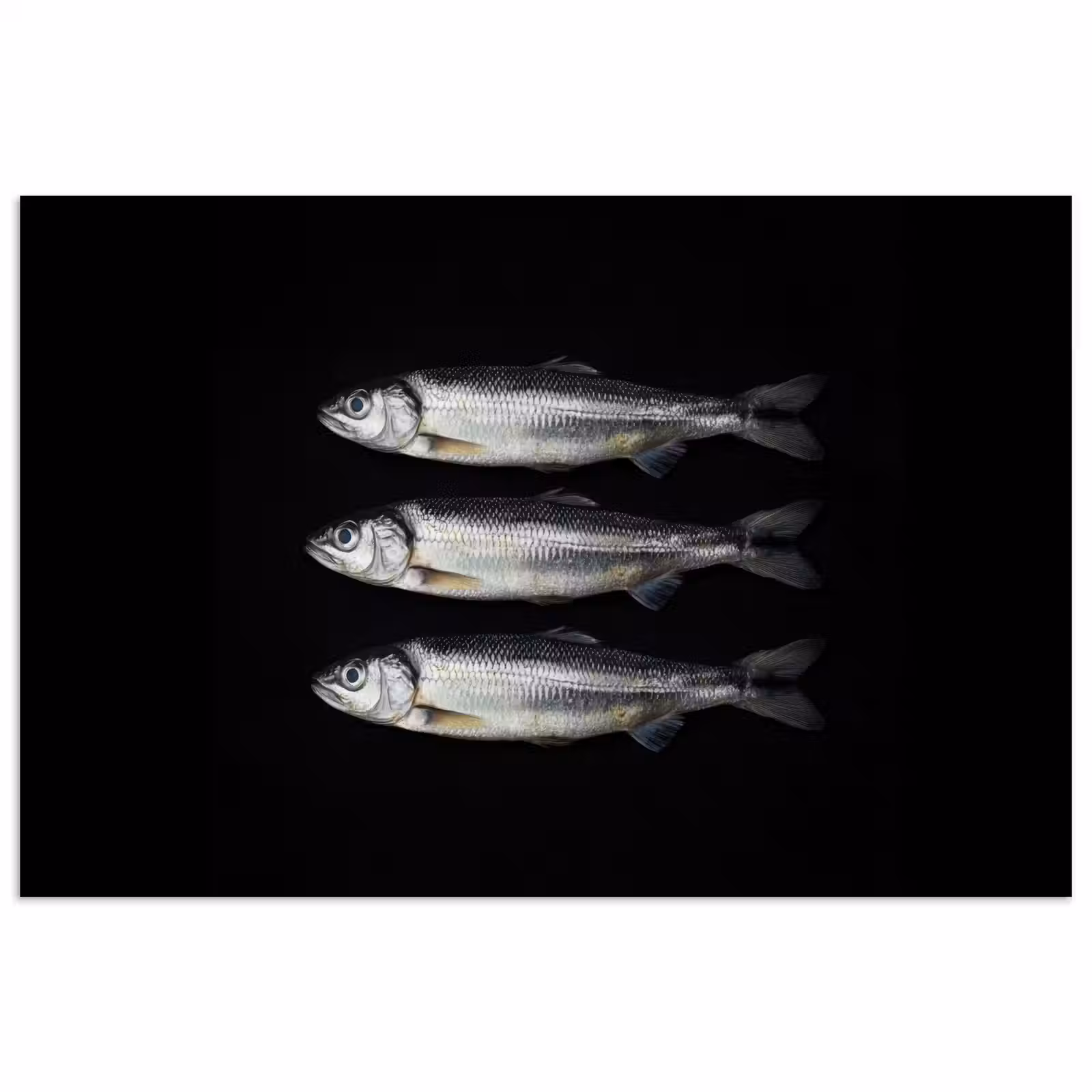 Poster - Haring - Vissen - Zwart — 1