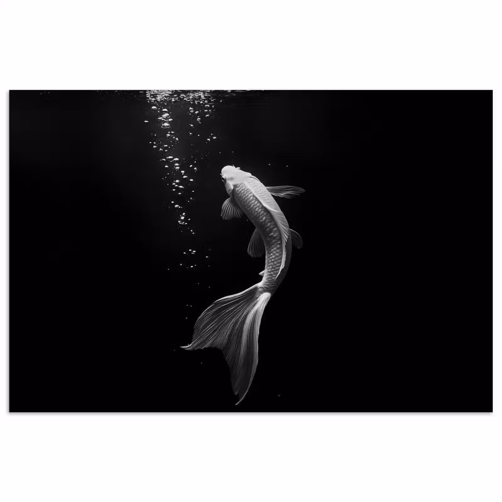 Poster - Koi - Vis - Wit - Zwart — 1