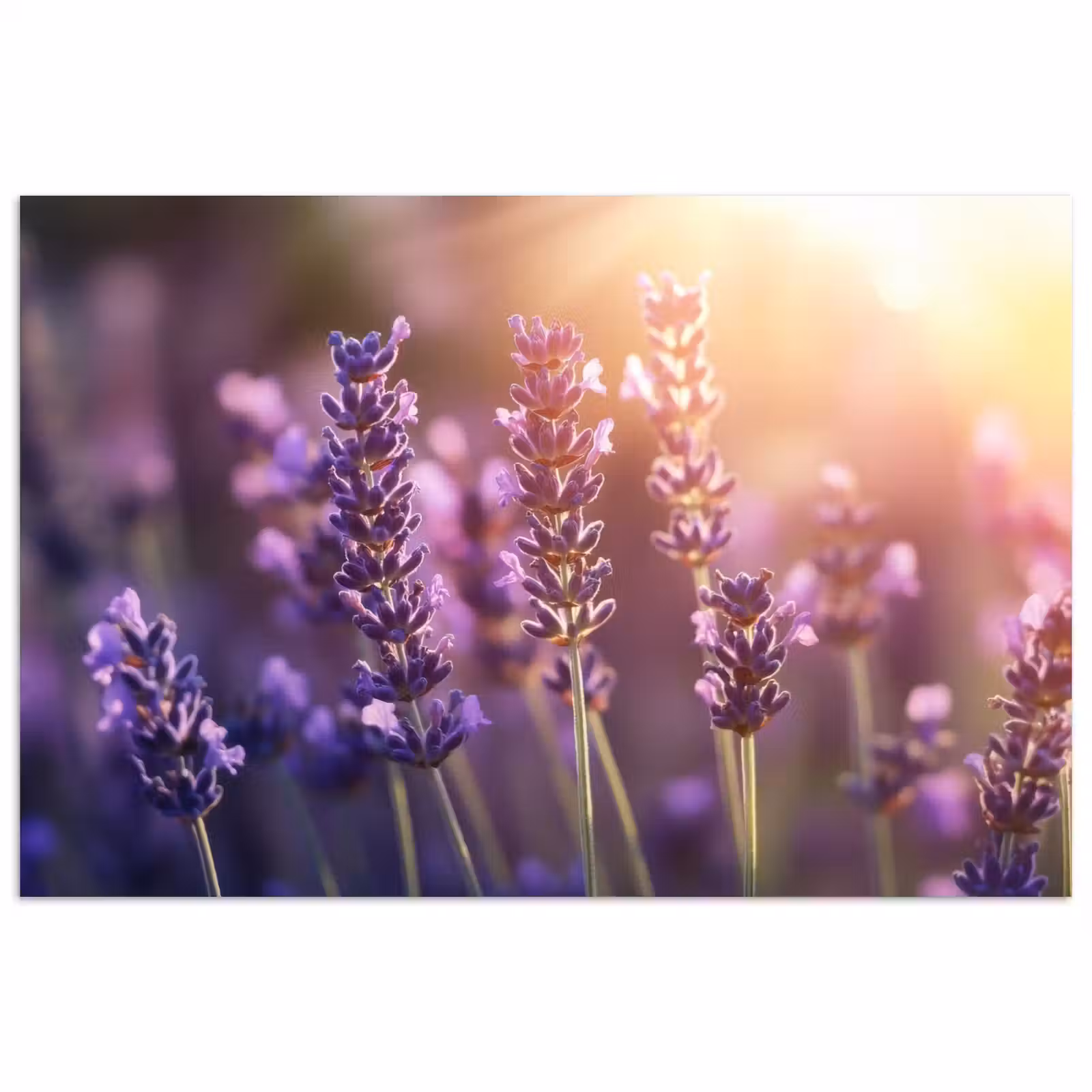Poster - Lavendelbloemen - Paars - Zonlicht — 1