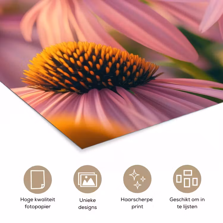 Poster - Bloemen - Paars - Bijen — 5