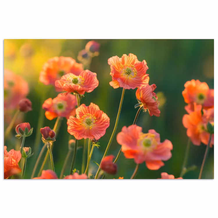 Poster - Bloemenveld - Zonnestralen - Oranje — 1