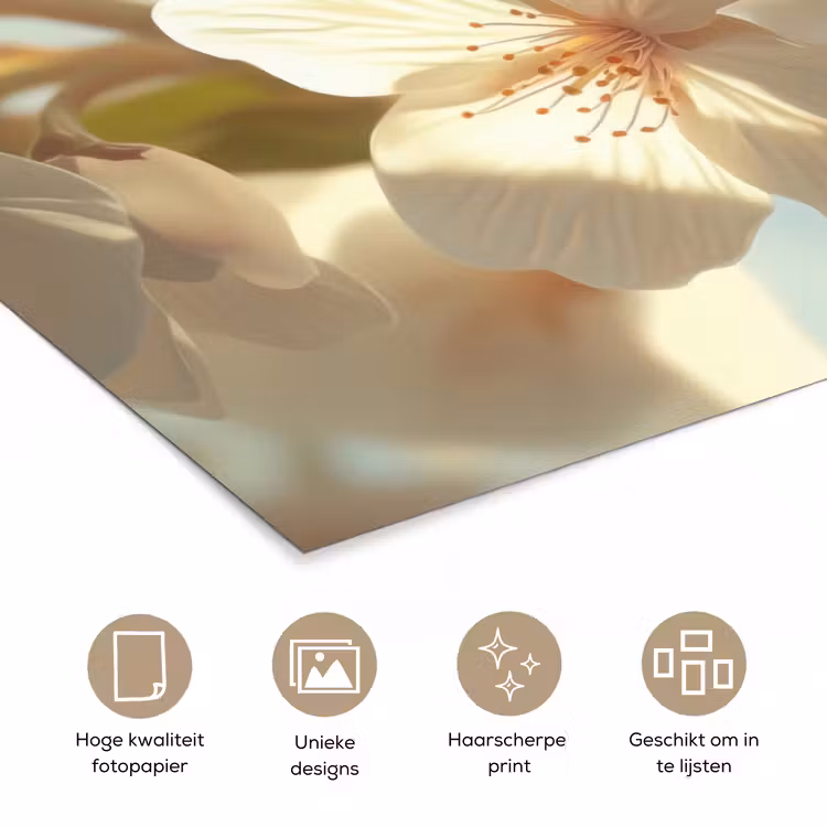 Poster - Bloesems - Wit - Zonnestralen - Bloemblaadjes — 5