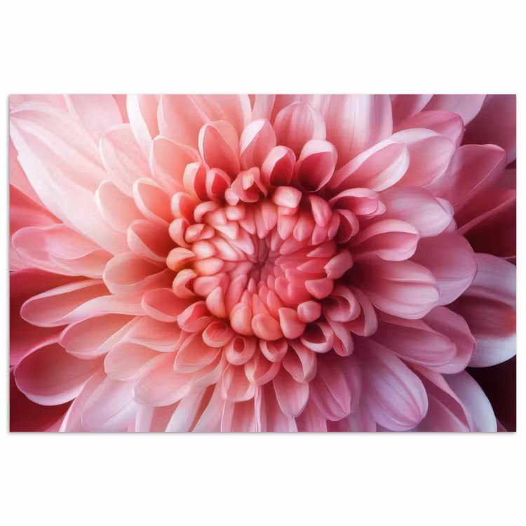 Poster - Dahlia - Bloem - Close up - Roze — 1