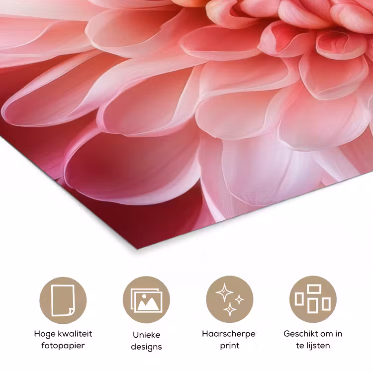 Poster - Dahlia - Bloem - Close up - Roze — 5