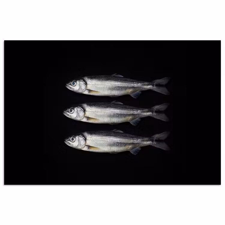 Poster - Haring - Vissen - Zwart — 1