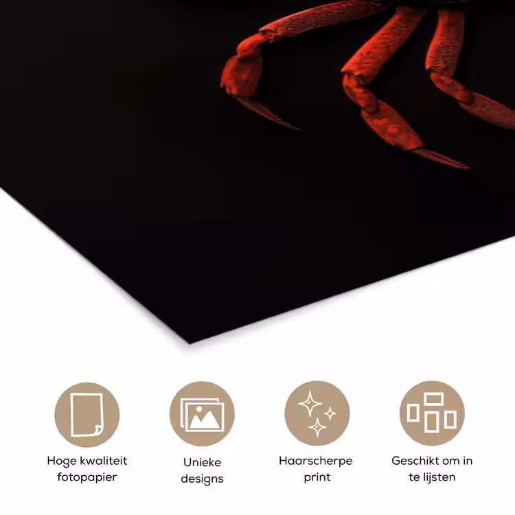 Poster - Krab - Rood - Vissen - Schaaldieren — 5