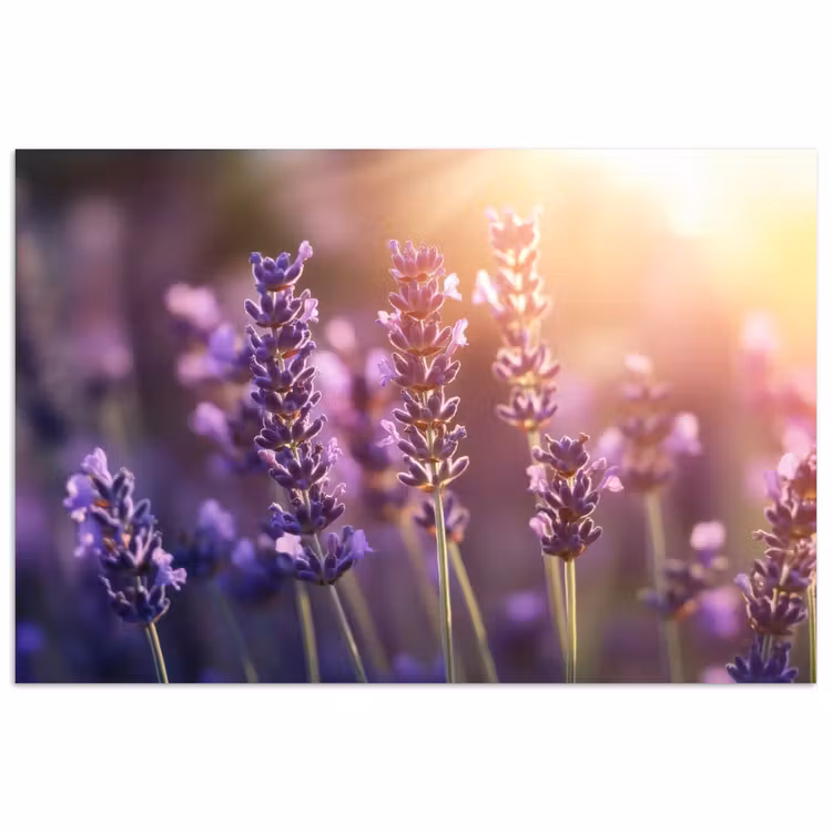 Poster - Lavendelbloemen - Paars - Zonlicht — 1