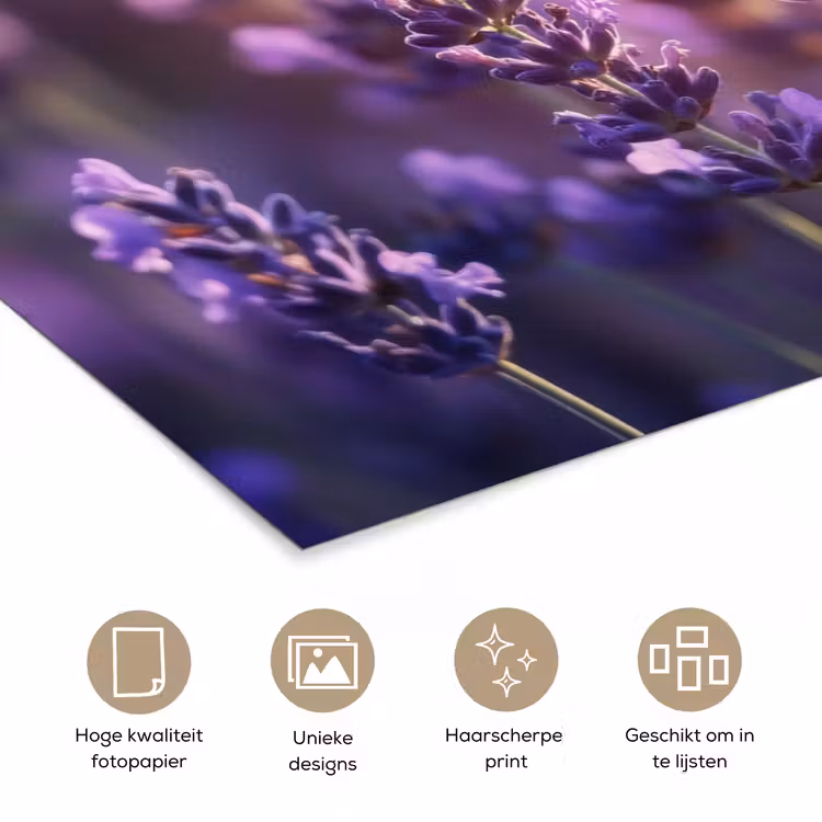 Poster - Lavendelbloemen - Paars - Zonlicht — 5