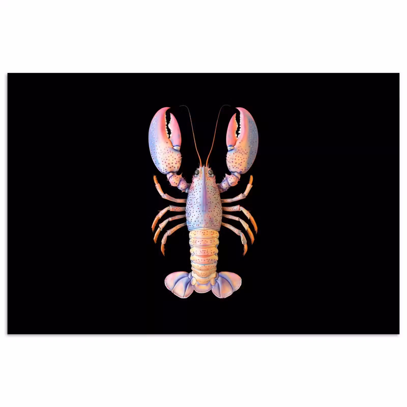 Poster - Kreeft - Roze - Zacht - Zwart — 1