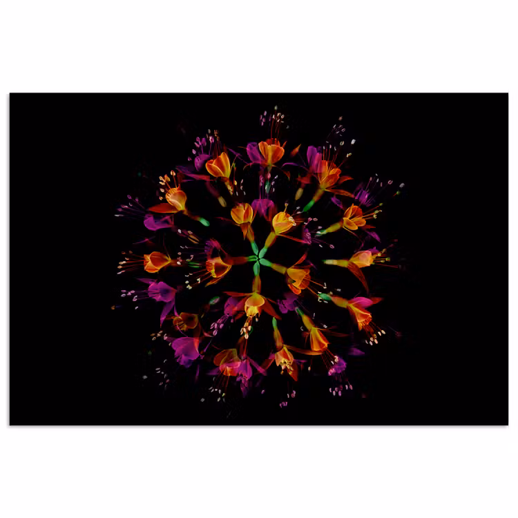 Poster - Bloemen - Oranje - Roze - Zwart — 1