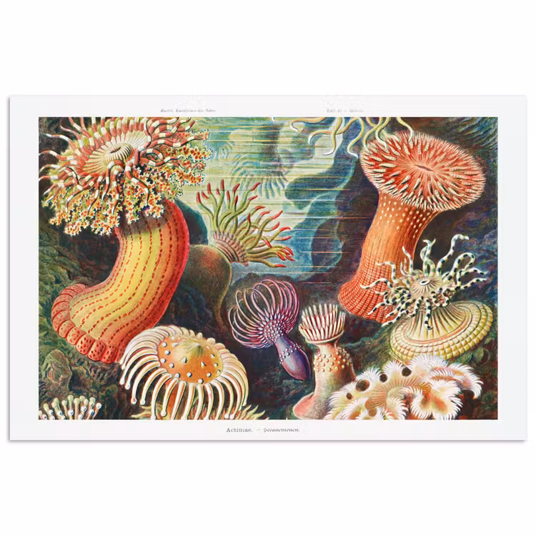 Poster - Ernst Haeckel - Anemoon - Retro - Natuur - Planten - Zee — 1
