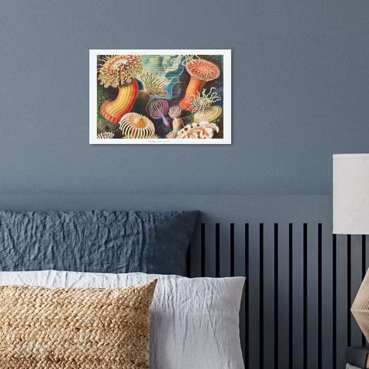 Poster - Ernst Haeckel - Anemoon - Retro - Natuur - Planten - Zee — 3