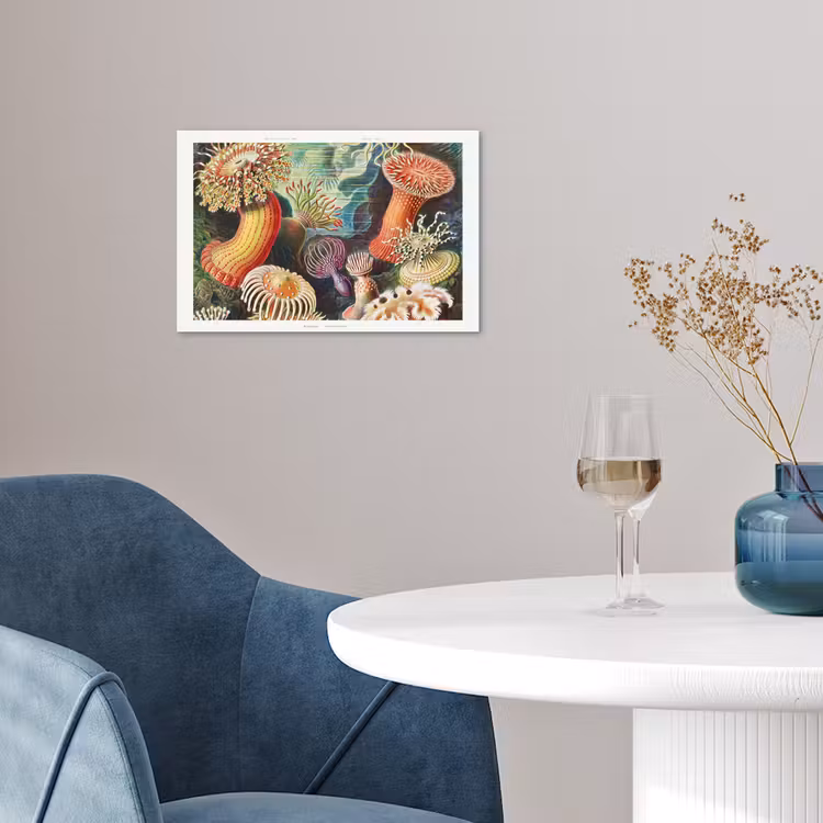 Poster - Ernst Haeckel - Anemoon - Retro - Natuur - Planten - Zee — 4