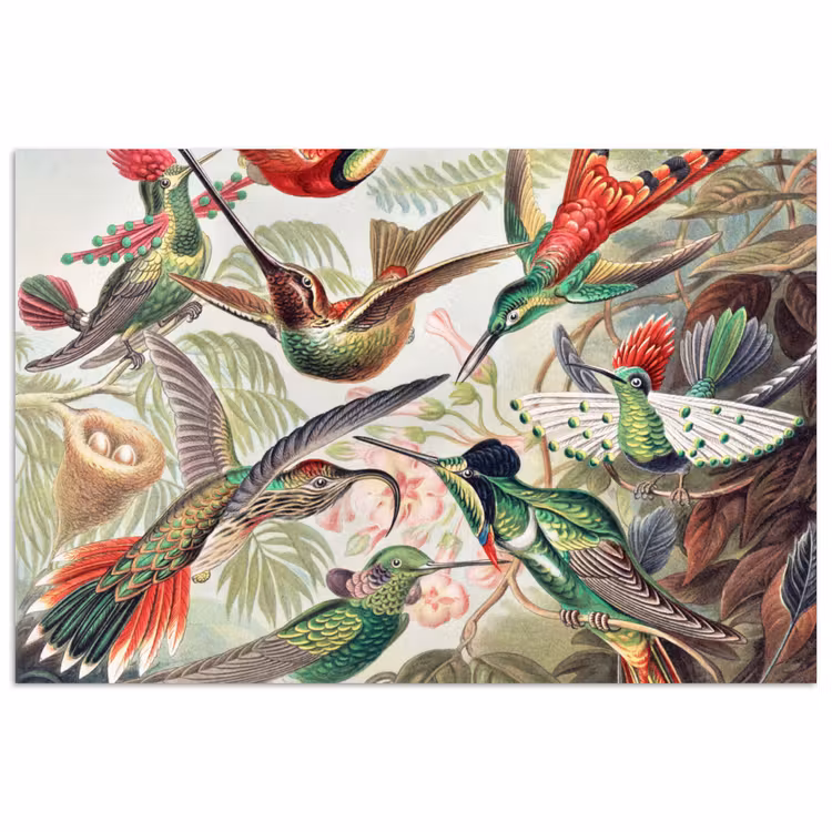 Poster - Kolibrie - Vintage - Ernst Haeckel - Vogel - Kunst - Natuur — 1
