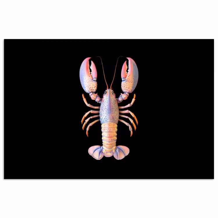 Poster - Kreeft - Roze - Zacht - Zwart — 1