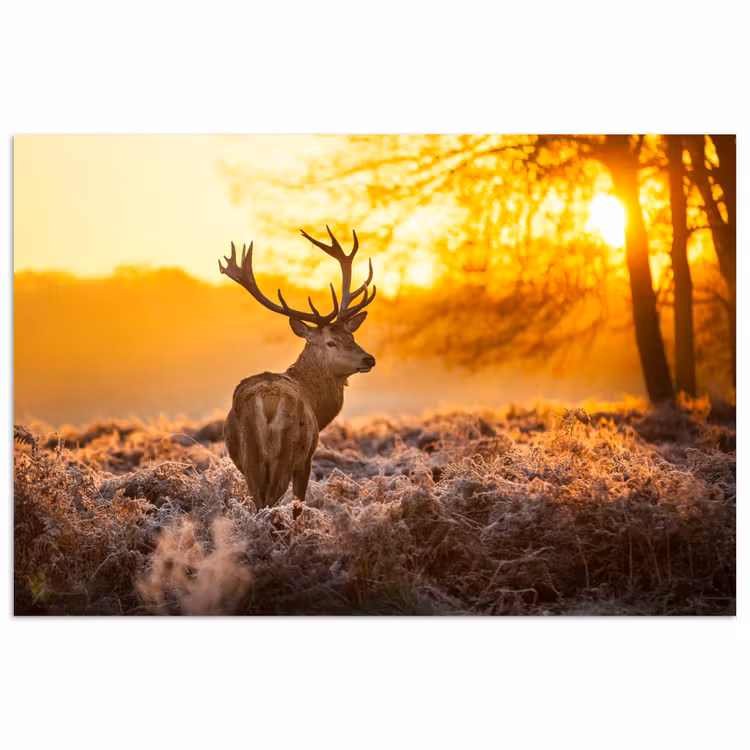Poster - Hert - Dieren - Zonsondergang - Winter - Heide - Natuur — 1