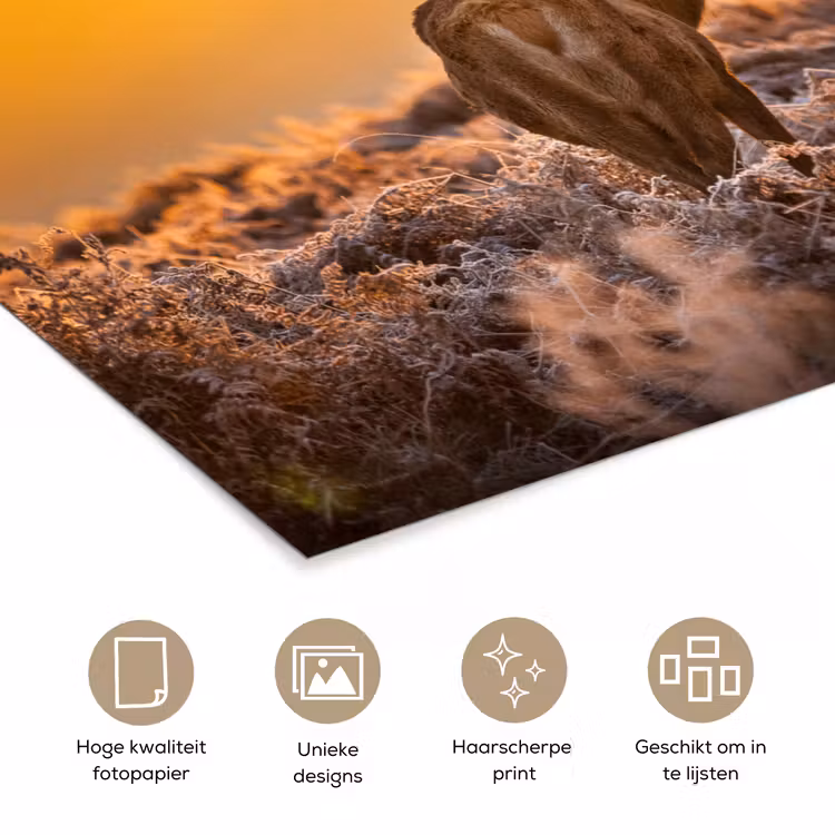 Poster - Hert - Dieren - Zonsondergang - Winter - Heide - Natuur — 5