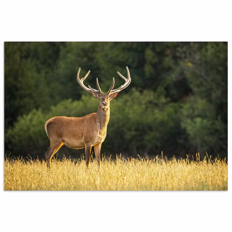 Poster - Hert - Gewei - Gras - Natuur - Dieren - Groen — 1