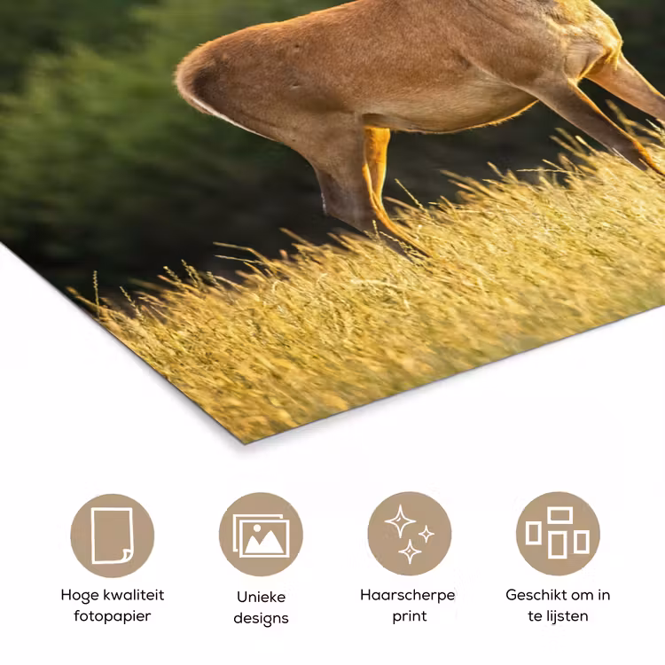 Poster - Hert - Gewei - Gras - Natuur - Dieren - Groen — 5