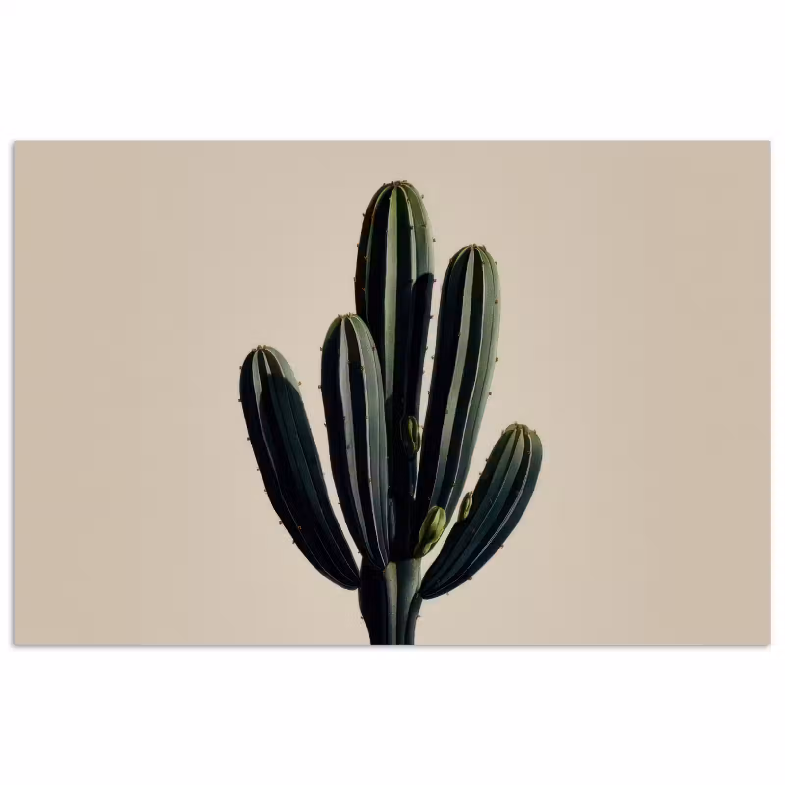 Poster - Cactus - Subtiel - Groen — 1