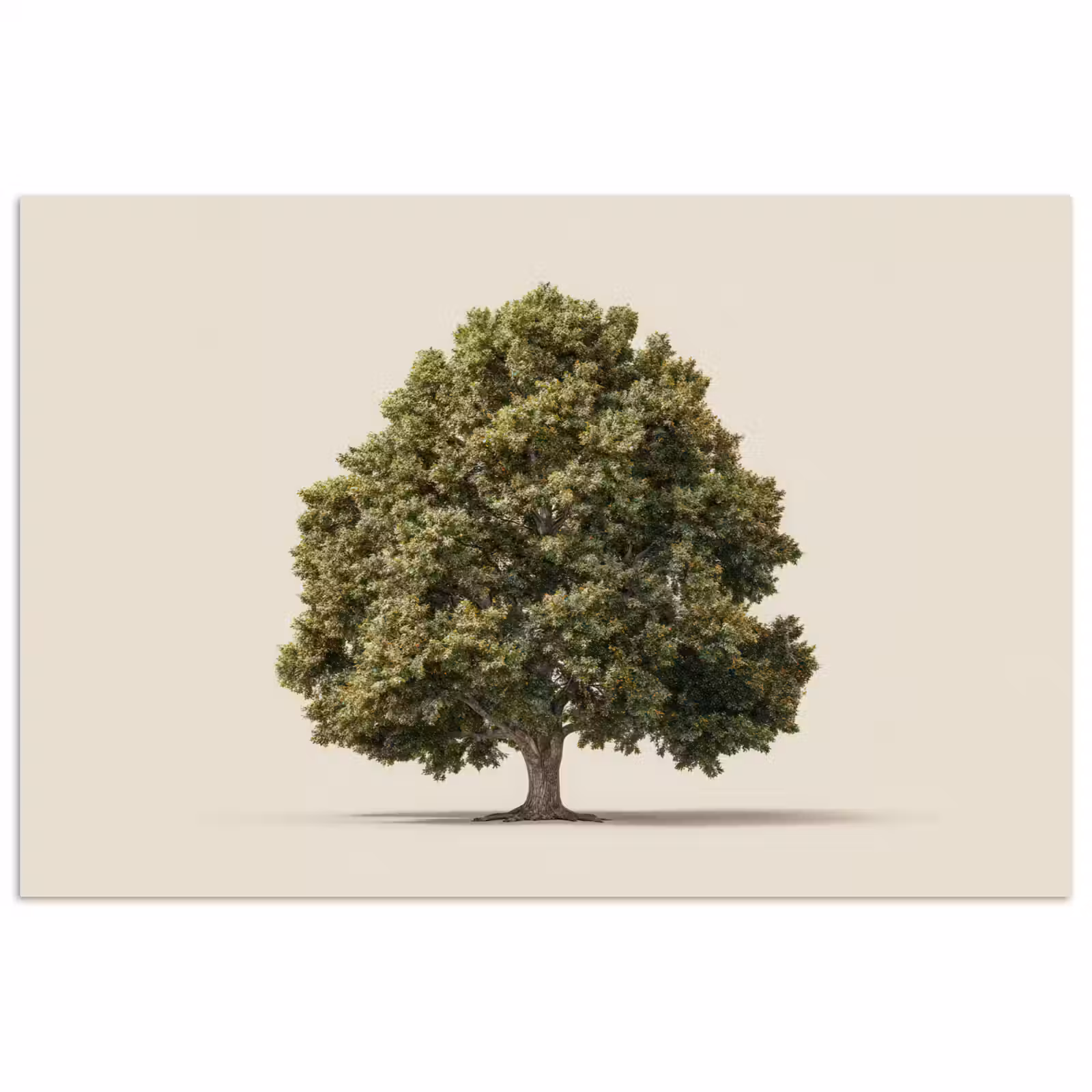 Poster - Eikenboom - Groen - Lichte achtergrond — 1