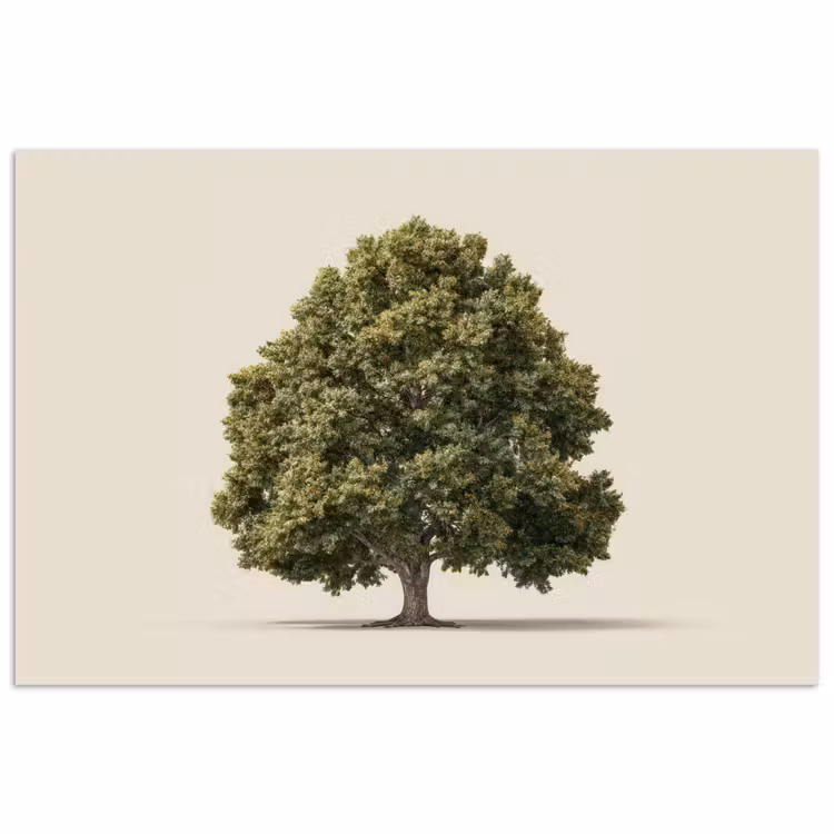 Poster - Eikenboom - Groen - Lichte achtergrond — 1