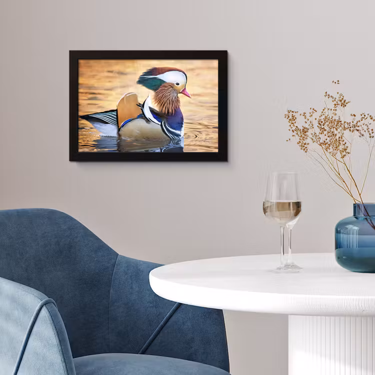Poster met lijst - Close-up mandarijneend — 2