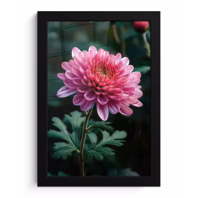 Poster met lijst - Blad - Chrysant - Roze - Schaduw — 1