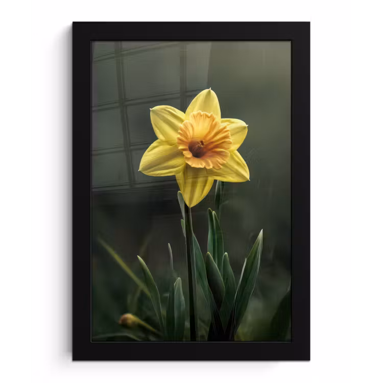 Poster met lijst - Bloem - Narcis - Gras - Geel — 1