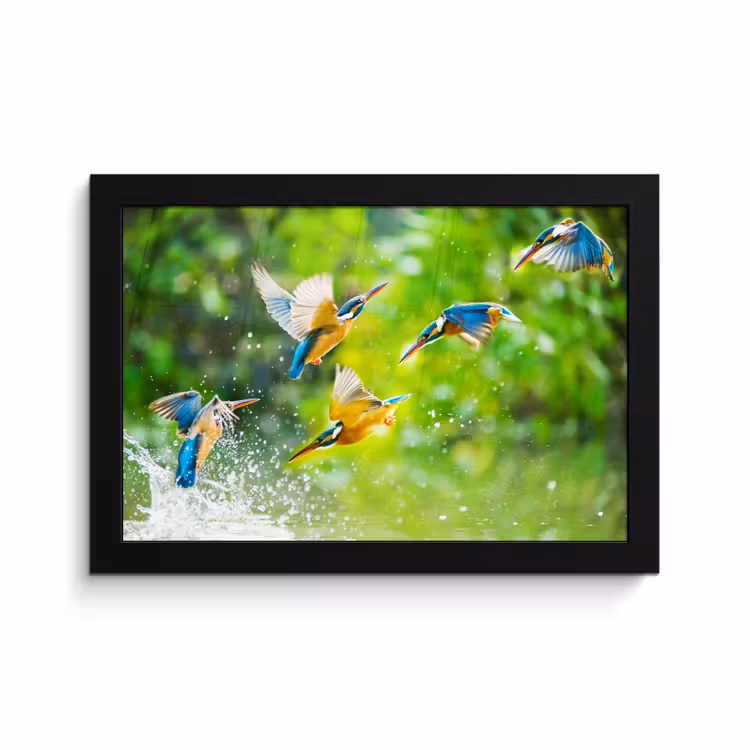 Poster met lijst - IJsvogels vliegen in het water — 1