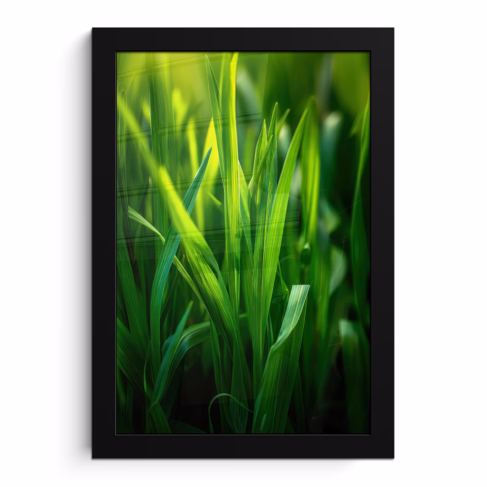 Poster met lijst - Grassprieten - Lichtinval - Groen — 1