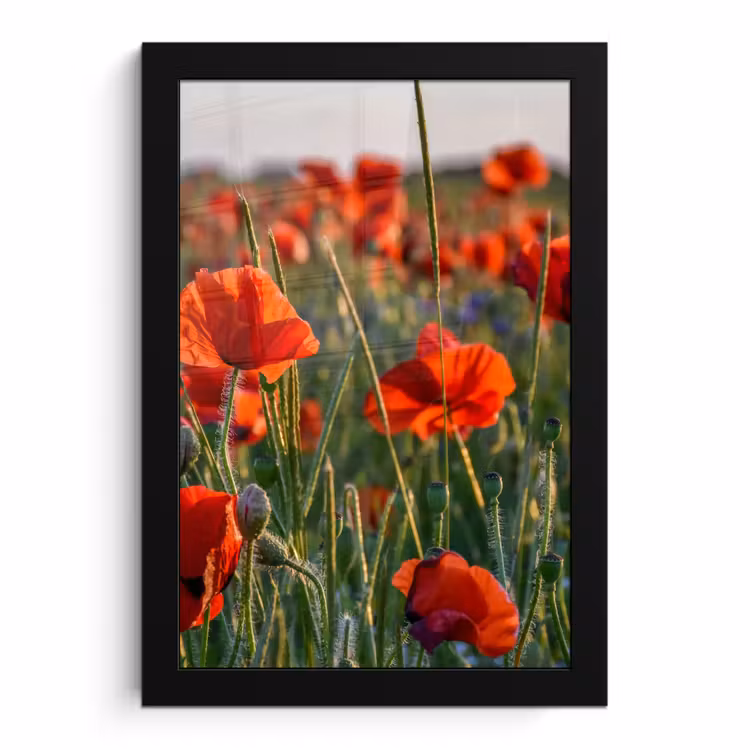 Poster met lijst - Bloemen - Klaprozen - Natuur - Rood — 1