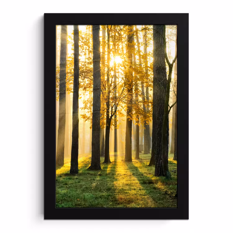 Poster met lijst - Bos - Zon - Bomen - Gras - Landschap - Natuur — 1
