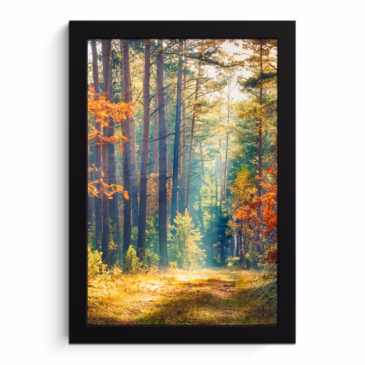 Poster met lijst - Bos - Zon - Natuur - Herfst — 1